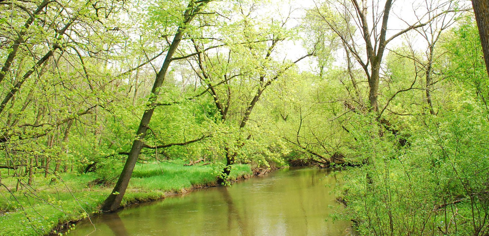 forested buffer