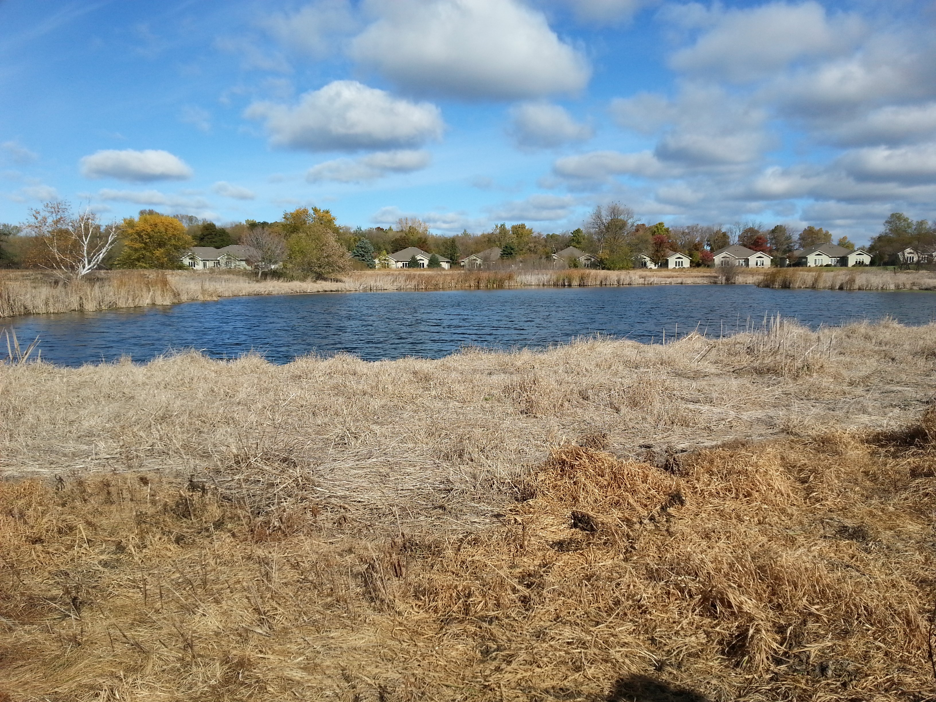 Image of Invasive Species Control Reed Canary Grass Control Grass