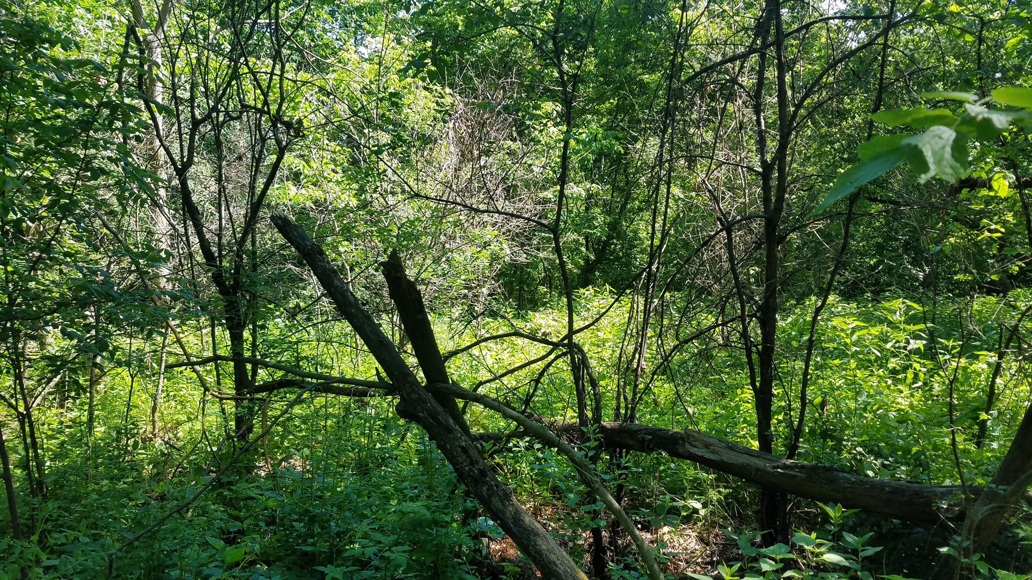Dead bucktorn shrubs, at center back, are the result of spraying.