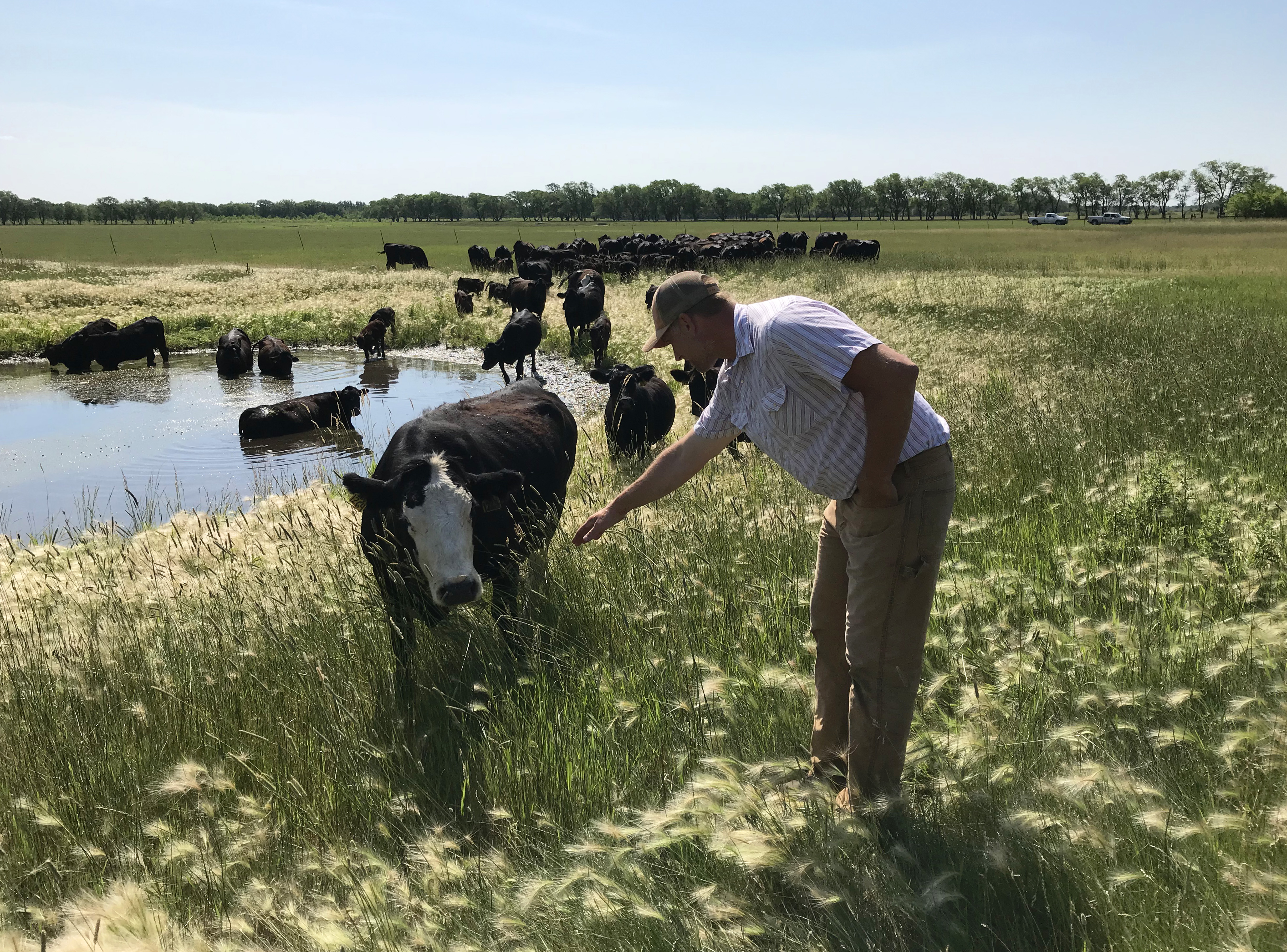 Mark Larson checks on a herd of rotationally grazed cattle