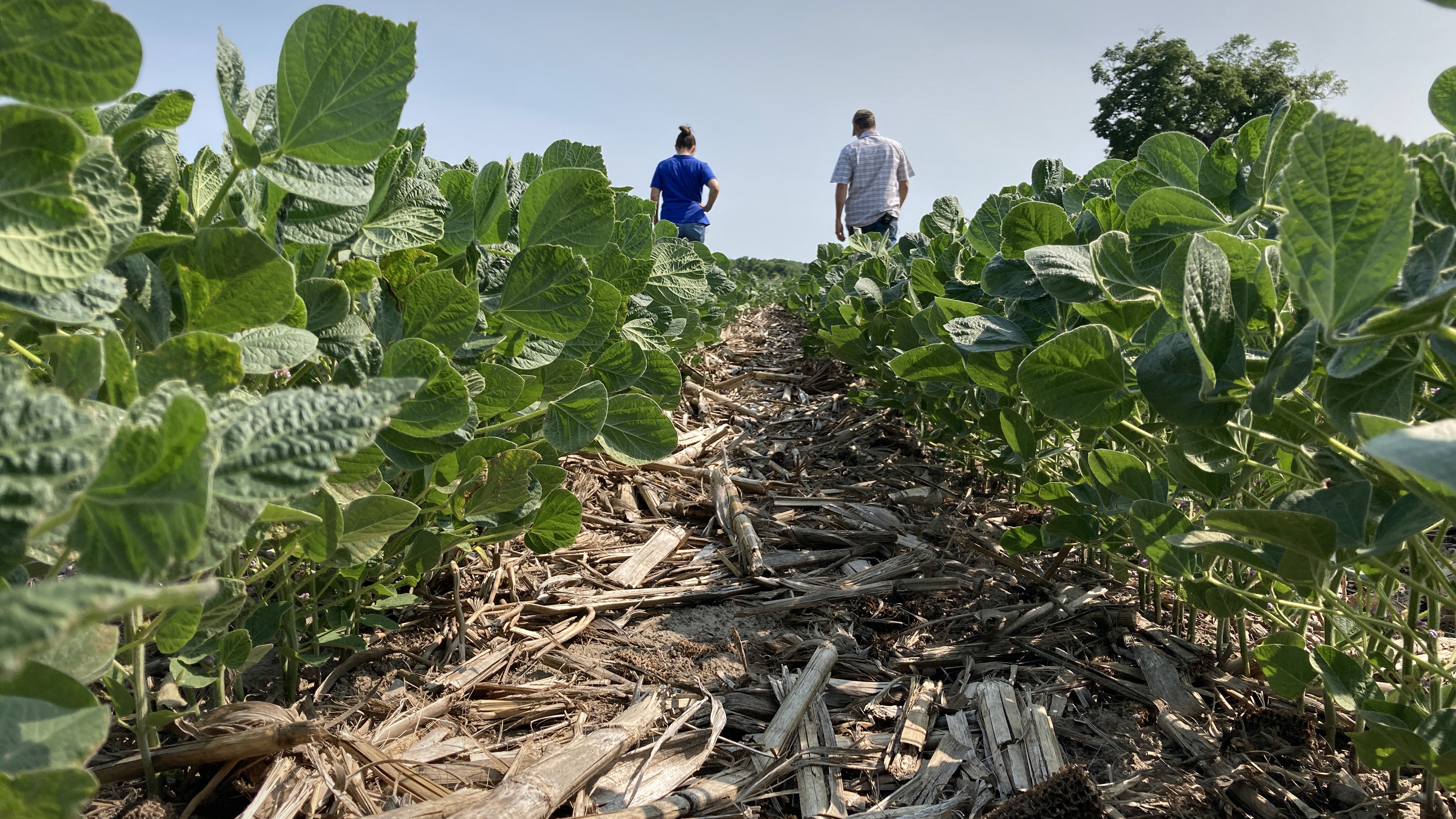 Soybeans grow in a field with dried corn stubble. Two people walk in the distance.