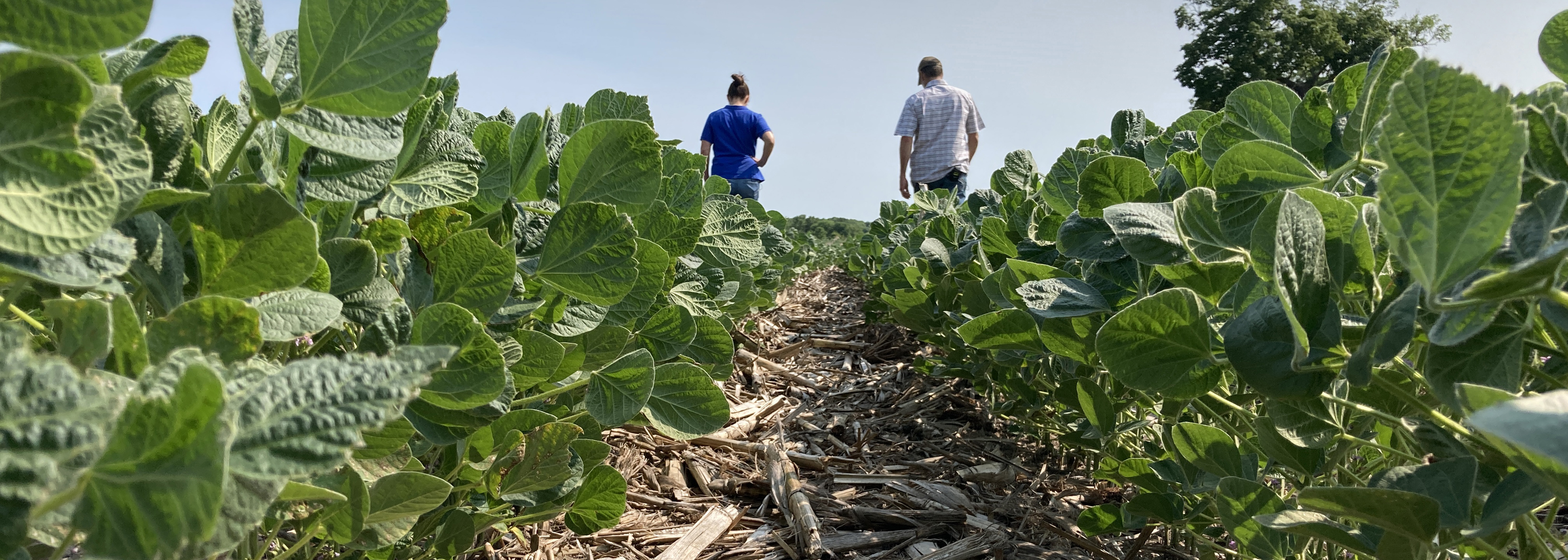 Two men walking away from the camera in a soybean field