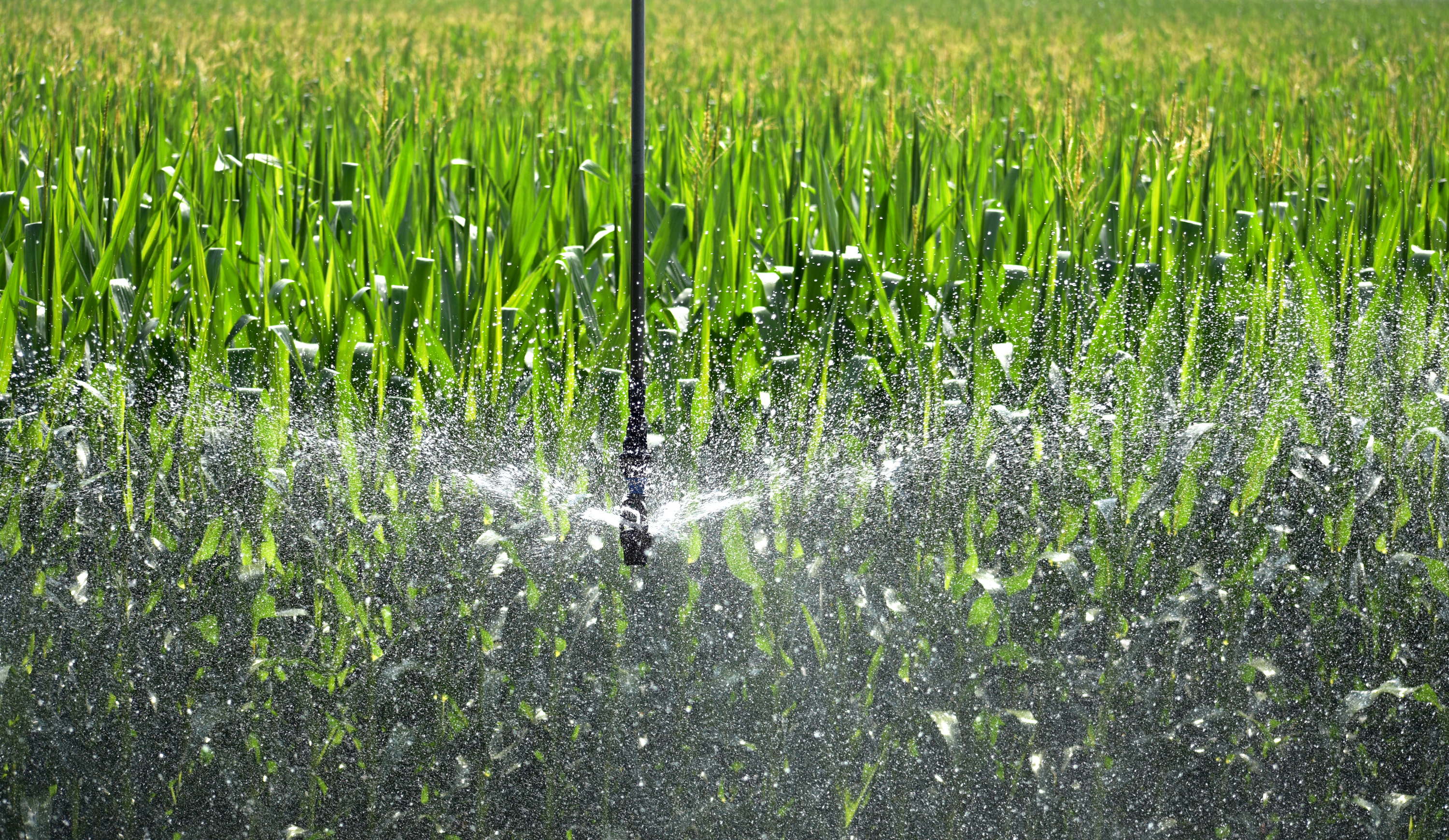 irrigator nozzle sprays water in corn field