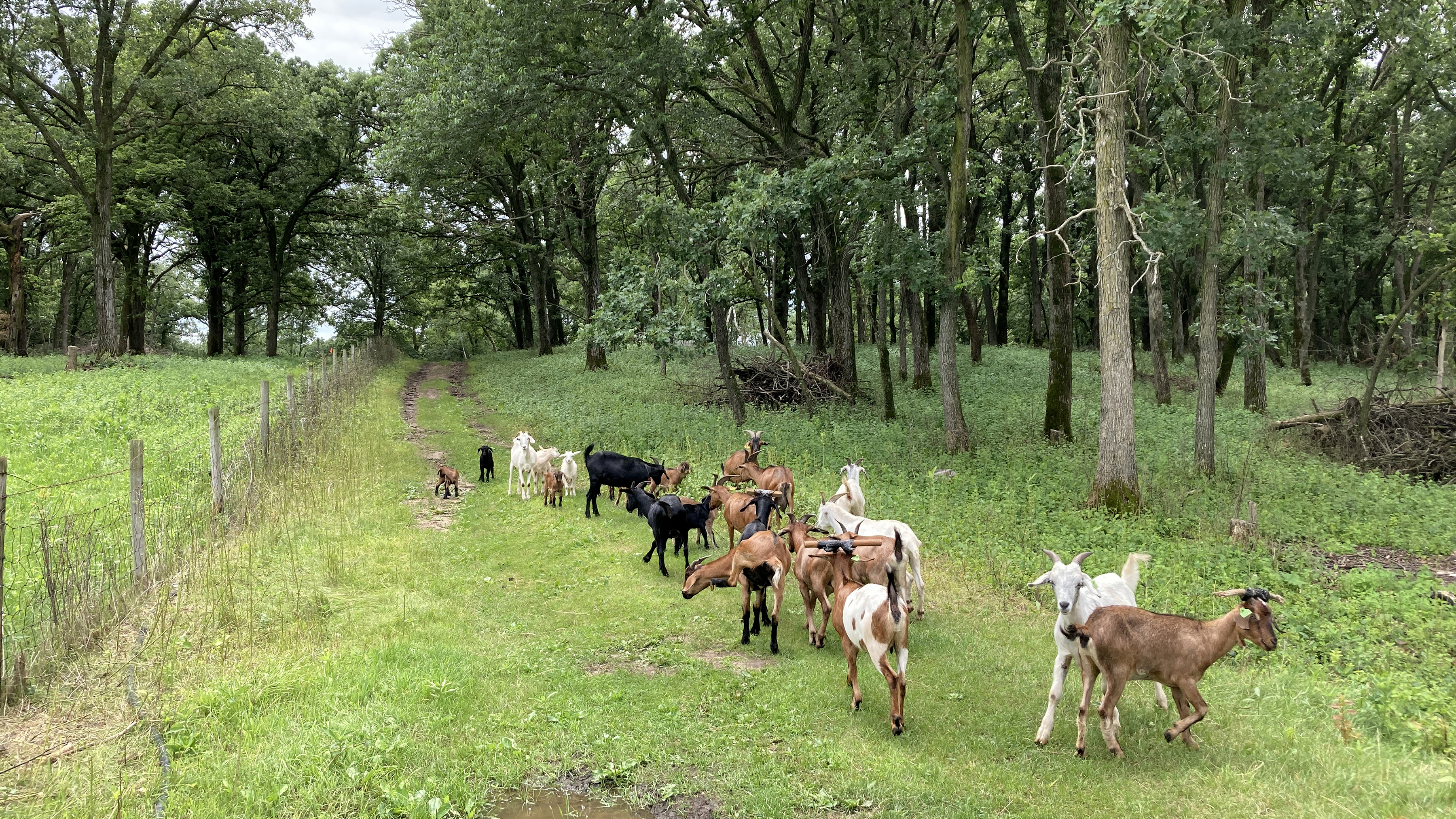 Goats walk down a grassy lane surrounded by a hillside of oak trees