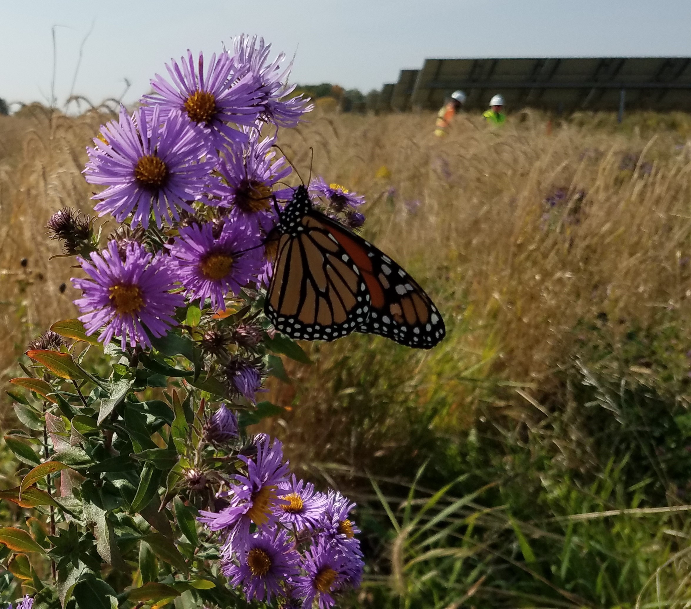 butterfly on purple flower