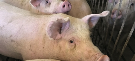 Hogs perk up their ears