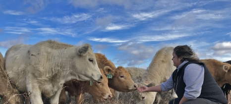 Jennifer Olson extends a hand to beef cattle in a pasture
