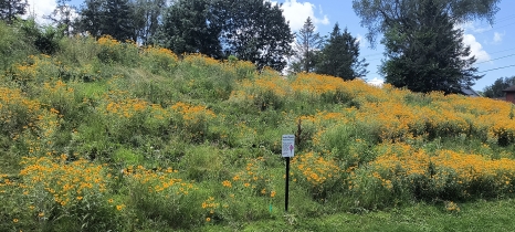 tall grasses and yellow flowers on a steep hillside