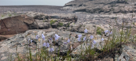 Lavender, bell-shaped flowers grow on narrow stems emerging from the cracks of a rocky shoreline.