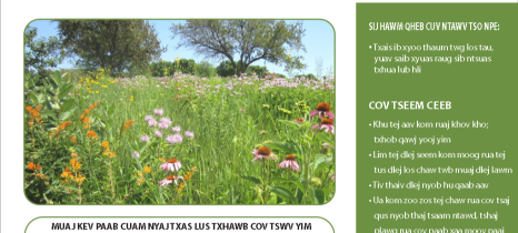 A fact sheet printed in the Hmong language discusses native restoration prairie techniques. The image contains text, logos, decorative elements and a photo of a field of native flowers.A fact sheet printed in the Hmong language discusses native restoration prairie techniques. The image contains text, logos, decorative elements and a photo of a field of native flowers.