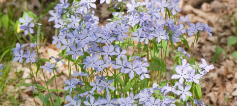 Wild blue phlox