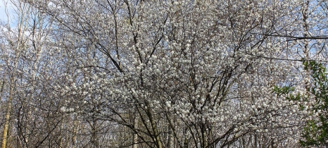 A tree with small white flowers. 