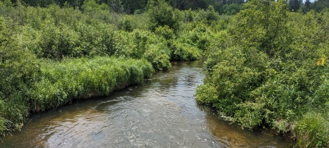 a river flows between vegetated banks