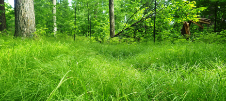 green grass with trees in background