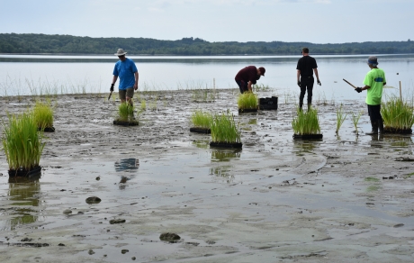 Volunteers help establish aquatic vegetation in exposed mud flats