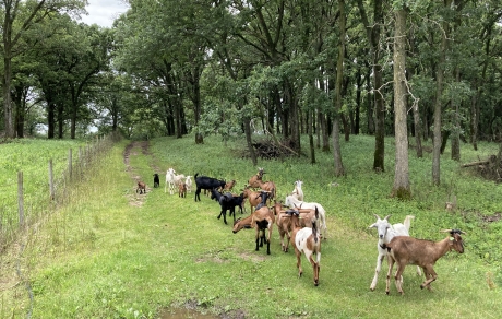 Goats walk down a grassy lane surrounded by a hillside of oak trees