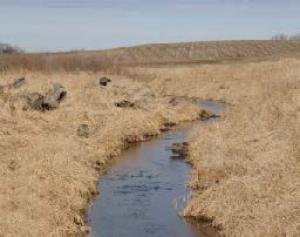 grass buffer