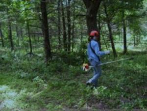 Image of Invasive Species Control Common and Glossy Buckthorn Control Sequencing