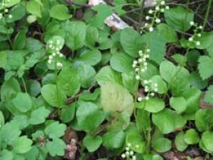 Invasive Species Control Common and Glossy Buckthorn Control Landowner Information