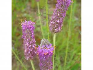 Image of Vegetation Establishment and Maintenance Prairie Management Persistence of Native and Exotic Plants After Restoration