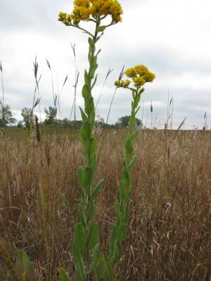 stiff goldenrod Halvorson site