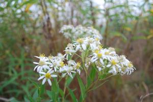 Aster flat topped flower closeup