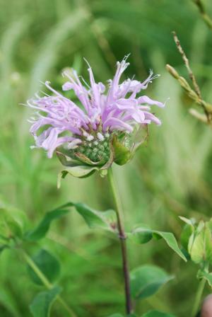 bergamot_flower_head