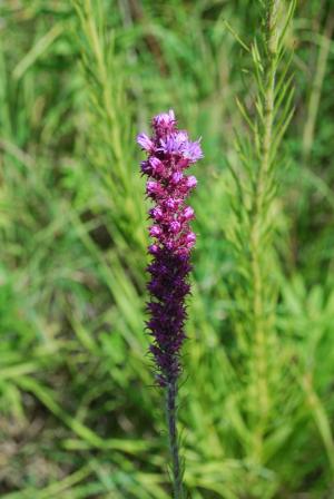 Prairie Blazing Star Spike