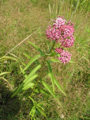 Marshmilkweed