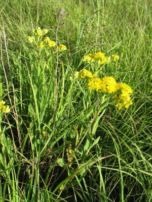 Stiff goldenrod