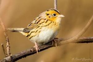 Le Contes Sparrow