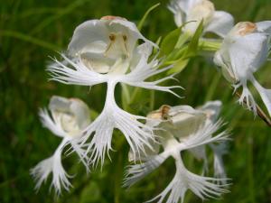 Western Prairie Fringed Orchid