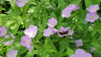 wild geranium