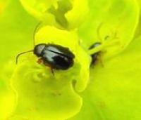 bug on a petal