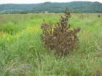 Undesirable shrub in buffer planting