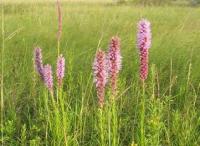 photo of liatris in prairie
