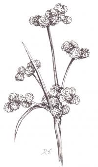 bullrush drawing