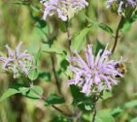 wild bergamot