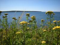 Image of Invasive Species Control General Invasive Species Control