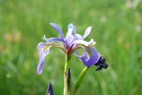 Wild Iris