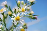 Aster Lanceolatus Flower