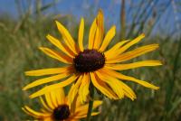 Black-eye_susan