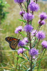 Liatris