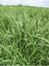 Slough grass
