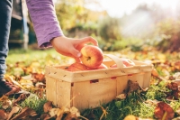 Apple picking