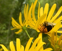 Insect on a flower