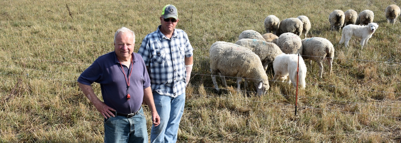 Sheep in the background grazing while two men stand in the front.